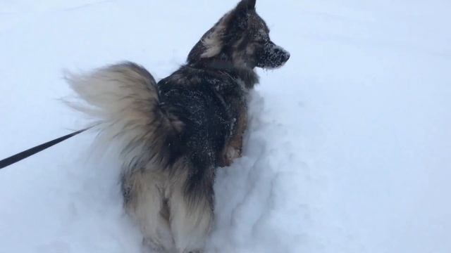 Прогулка с моими "зайками"))))) смотреть онлайн