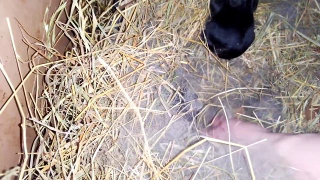 Как изменились кролики. Кроликам 7 дней. Проверка маточника.