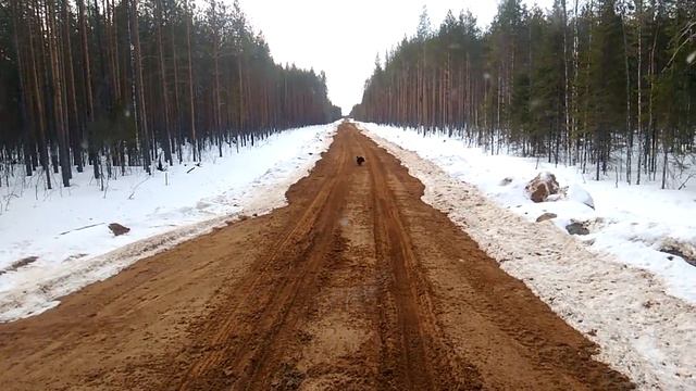 Глухарь токует на дроге! смотреть онлайн