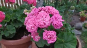 Пеларгония Survivor Rosalinda и Ю- Грушенька ?
