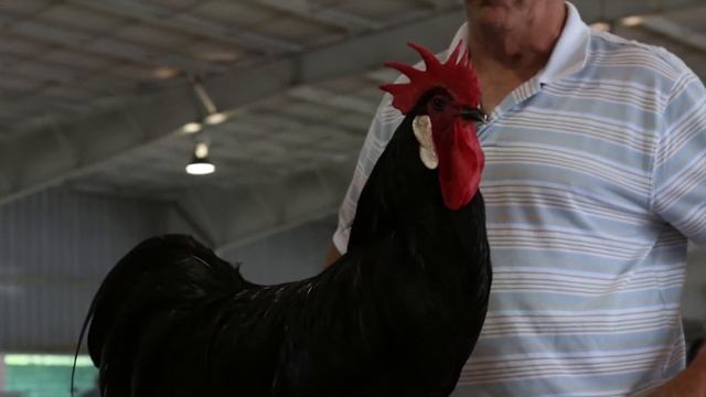 Minorca (Large Fowl) смотреть онлайн