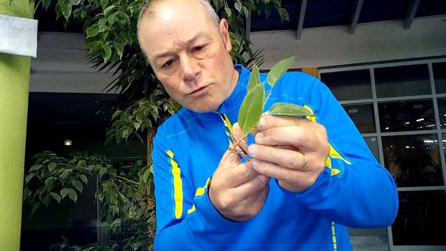 , comment bouturer les ficus смотреть онлайн