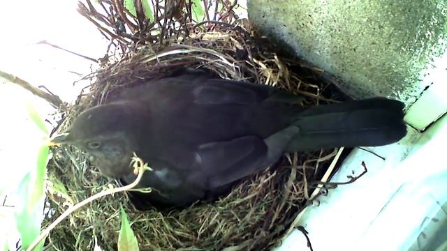 Amselcam 14. Tag - 2. Kamera Zeitraffer