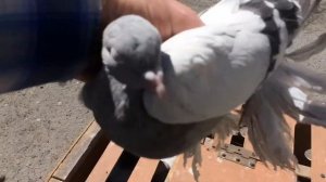 Спортивные голуби Вакцинация голубей АВИВАК 3