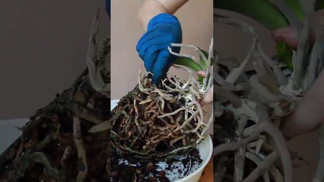 Фаленопсис с улицы #орхидеяфаленопсис #орхидеи #орхидея #фаленопсис смотреть онлайн