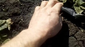 Высокие грядки для клубники НЕ НУЖНЫ !!!