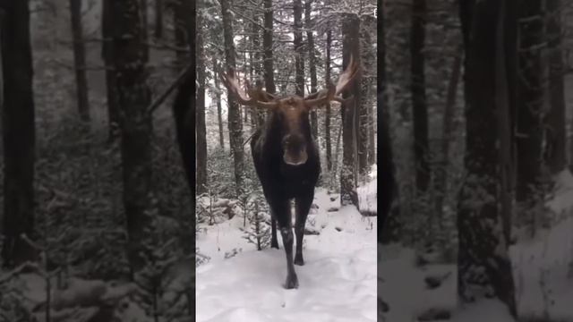 Лось зимой. смотреть онлайн
