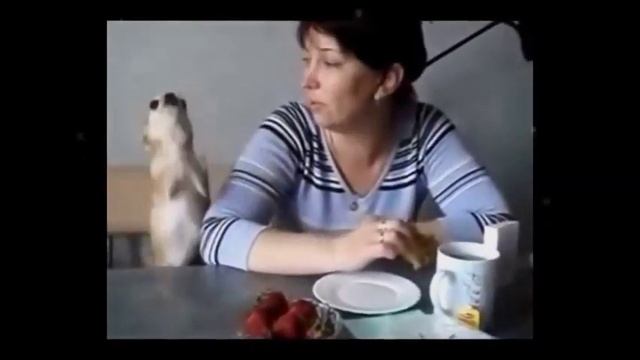 Чихуахуа: как не ошибиться с выбором чихуахуа смотреть онлайн