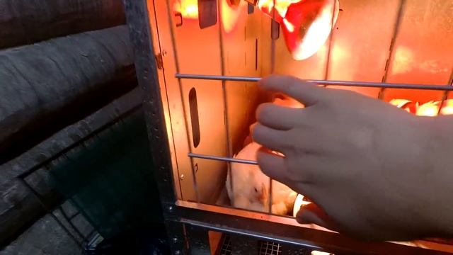 ОСТАЛСЯ БЕЗ МАШИНЫ, ТЕПЕРЬ ДО ФЕРМЫ ХОТЬ ПЕШКОМ? смотреть онлайн