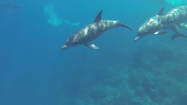 Дельфины красного моря. Часть 2 (diving) смотреть онлайн