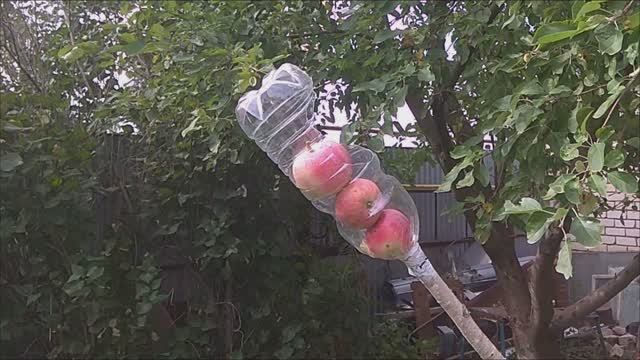 Плодосборник своими руками. Лучшая самоделка из бутылки. смотреть онлайн