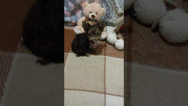 шоколадный мини-йорик смотреть онлайн