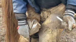 Расчистка копыт лошади