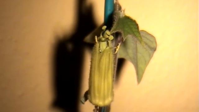 passiflora citrina смотреть онлайн