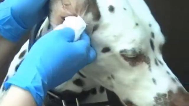 Как чистить уши животным смотреть онлайн