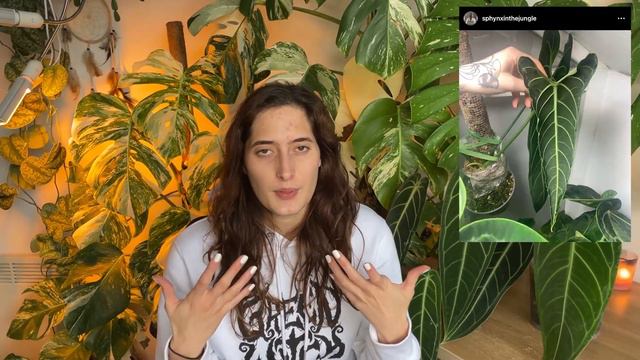 HOW TO GROW QUEEN ANTHURIUM // 5 Useful Tips! смотреть онлайн