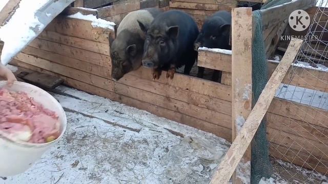 Долгожданное переселение свиней.