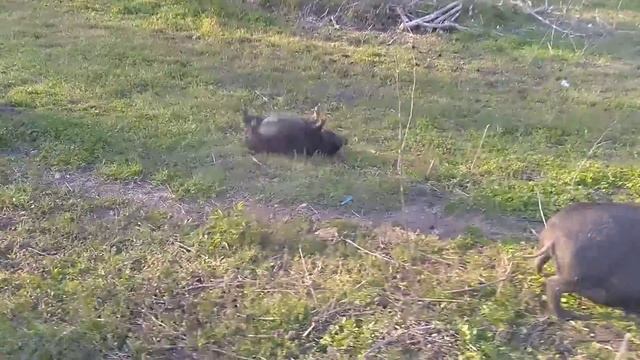 Drunk Pig смотреть онлайн