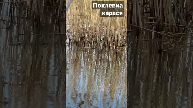 Поклевка Карася #рыбалка #verguntv #весенний_клев #fishing #карась_в_камыше #река_днепр смотреть онлайн