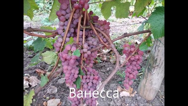 Ванесса смотреть онлайн