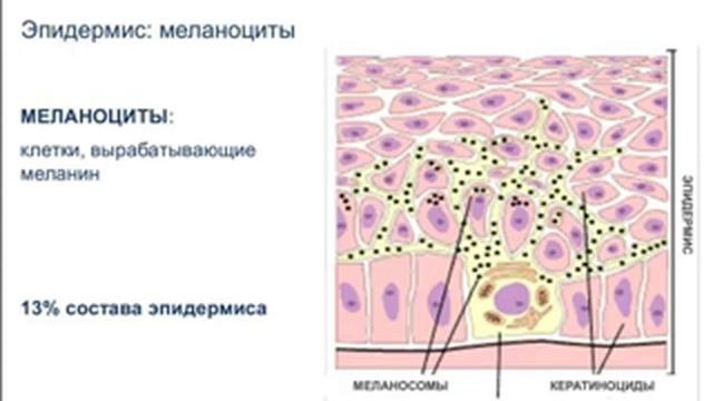Тренинг от Селин Лангле. Физиология кожи. смотреть онлайн