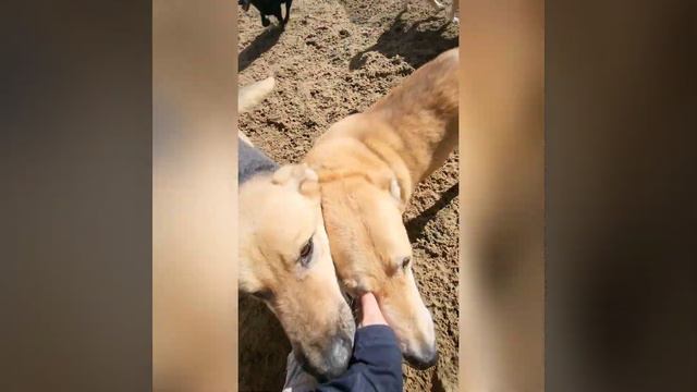 17.09.22 кожуховский приют смотреть онлайн