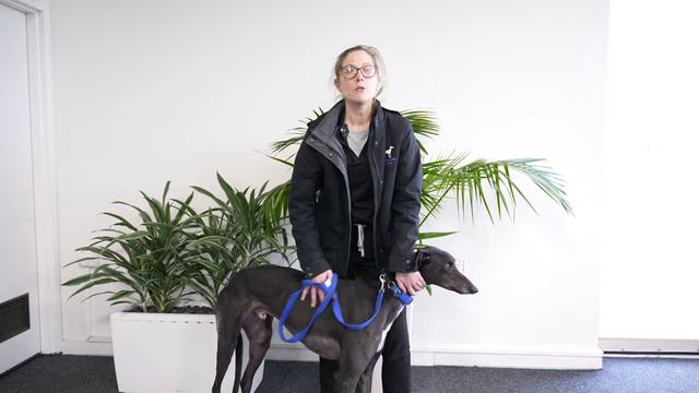What is Fostering? | Greyhounds as Pets SA смотреть онлайн