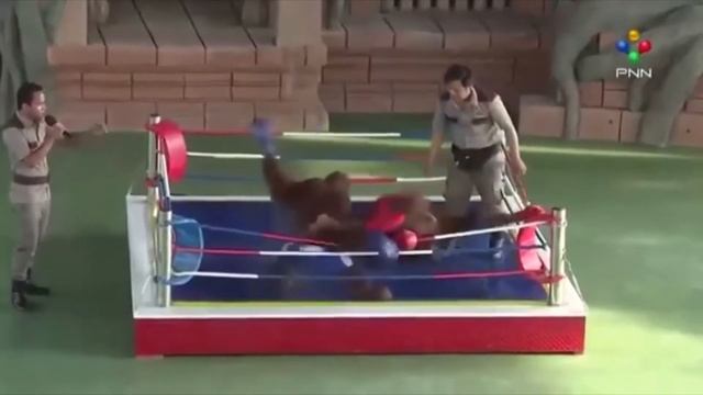 Эти необычные приматы