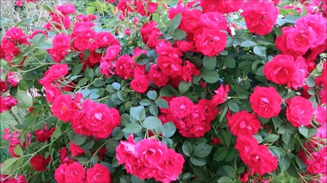 ПОДКОРМКА РОЗ В ИЮНЕ-ИЮЛЕ. ОТ ЭТИХ ПОДКОРМОК РОЗЫ ДАДУТ НЕВЕРОЯТНО КРАСИВОЕ И ОБИЛЬНОЕ ЦВЕТЕНИЕ смотреть онлайн
