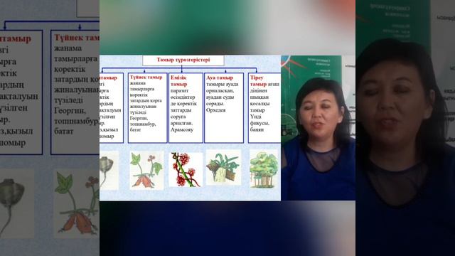 Тамырдың құрлысы. Тамыр түрөзгерістері