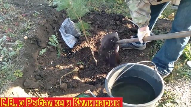 Как правильно посадить КЕДР у себя на даче, чтоб он прижился. Осеняя посадка КЕДРА на своем участк смотреть онлайн