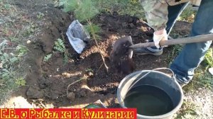Как правильно посадить КЕДР у себя на даче, чтоб он прижился.  Осеняя посадка КЕДРА на своем участк