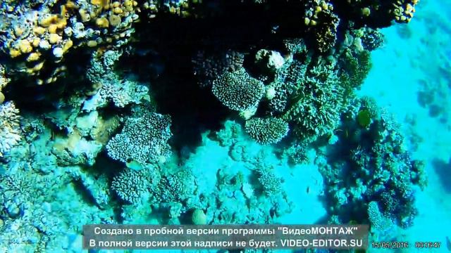 Grand Oasis Resort 4*Коралловый риф ,рыба крылатка,встреча с муреной