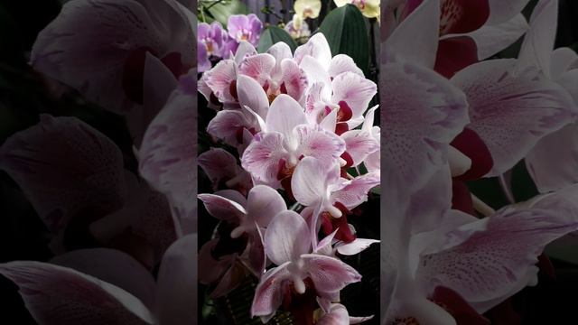 Dtps Little Gem Stripes peloric 2 eyes 🦋🦋🦋🔥🔥🔥#phalaenopsis смотреть онлайн