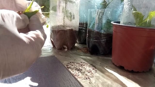 Розмноження троянд бутонами