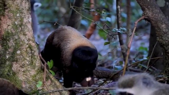 Шерстистые обезьяны -  обезьяны Гумбольдта