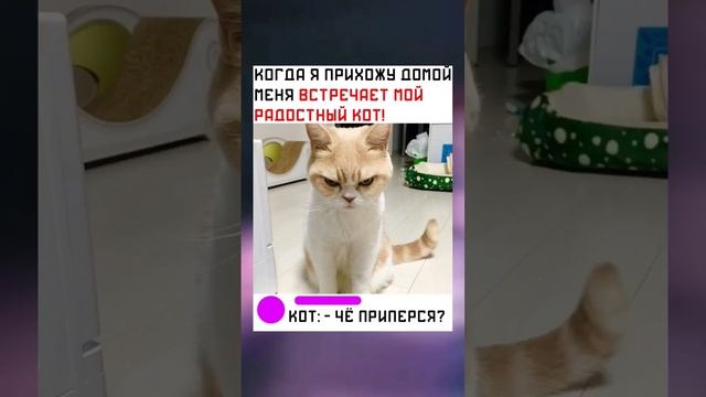 #short #shorts #мем #мемы #прикол #юмор #funny (35) смотреть онлайн