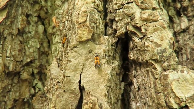 Chrysoclista linneella copula смотреть онлайн