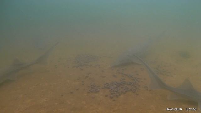 Подкормка осетров зимой в пруду смотреть онлайн