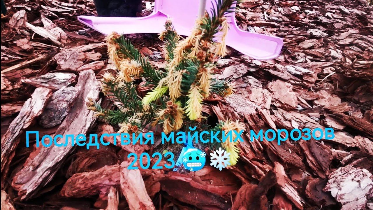 Последствия майских заморозков 2023 на хвойных в моём садуНовые хвойные растения 10 мая 2023 смотреть онлайн
