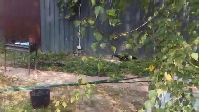 Норка на даче смотреть онлайн