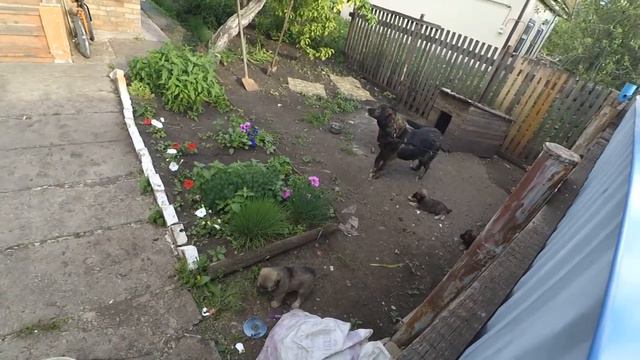 VLOG:Тарзанка/НОВЫЙ ПИТОМЕЦ/КУПАЕМСЯ. смотреть онлайн