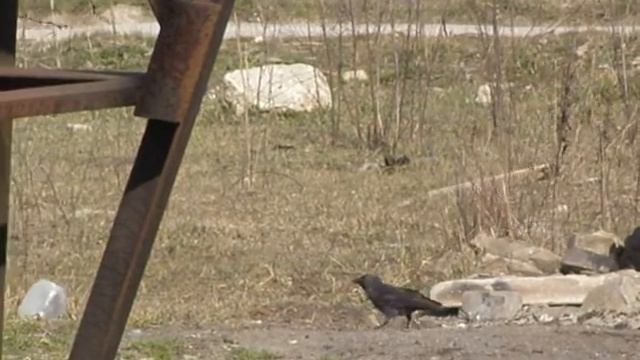 Грачи и галки смотреть онлайн