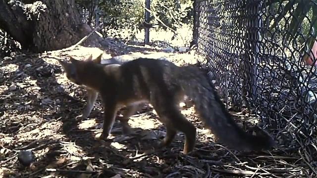 The Gray Foxes of Silicon Valley смотреть онлайн