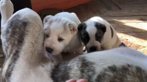 Щенки АЛАБАЯ растут || Злой щенок показывает характер || Алабай