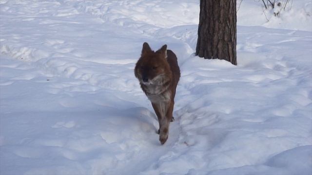 Riga Zoo in Winter (2021) Рижский зоопарк зимой смотреть онлайн