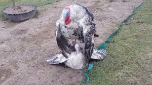 ПРО: СПАРИВАНИЕ ИНДЮКОВ, ИНДОУТОК, БРАМ