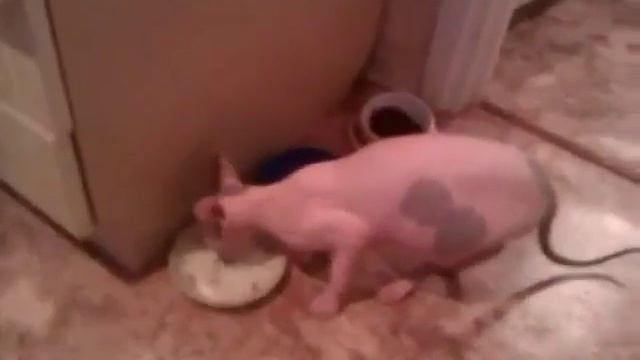 Как мясо то? смотреть онлайн