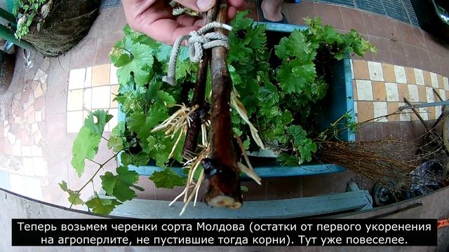 Укоренение черенков винограда на ивовой воде. смотреть онлайн