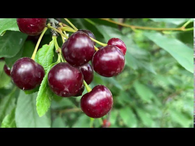 Лучший сорт вишни для Сибири. смотреть онлайн
